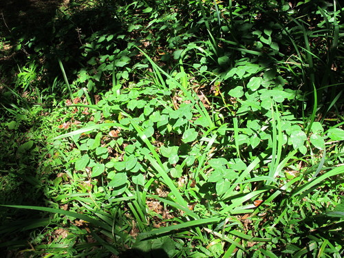 krpčiarka (Epimedium)