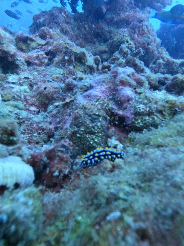 Phyllidia varicosa
