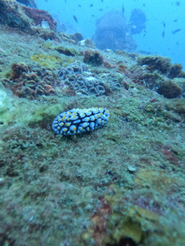 Phyllidia varicosa