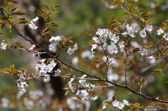 Prunus jamasakura