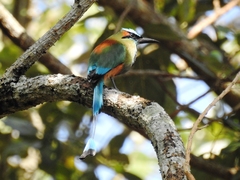 Eumomota superciliosa