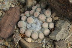 Epithelantha greggii