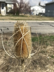 Dipsacus fullonum