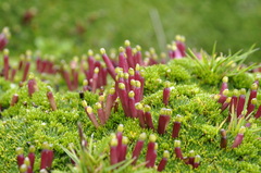 Azorella corymbosa