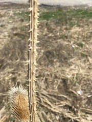 Dipsacus fullonum