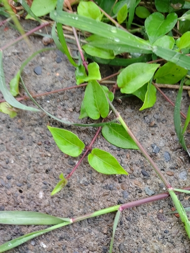 Paederia cavaleriei, photograph 2