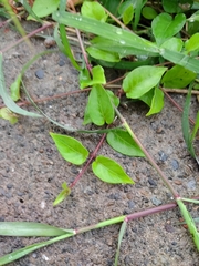 Paederia cavaleriei, photograph author not stated, no rights reserved