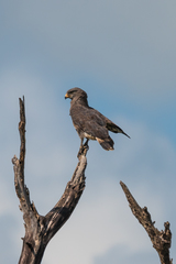Circaetus cinerascens