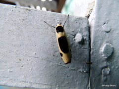 Thysanoptyx tetragona