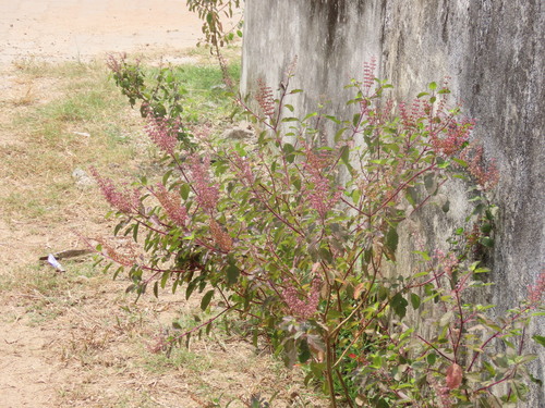 Ein weiteres Foto von Holy Basil