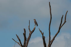 Circaetus cinerascens