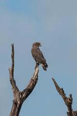 Circaetus cinerascens