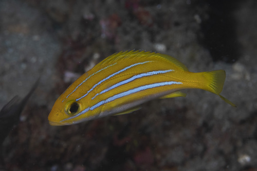 Bengal snapper (Lutjanus bengalensis) — Lutjanidae — 3