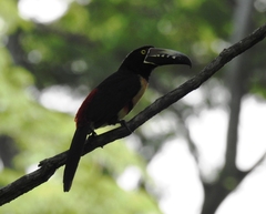 Pteroglossus torquatus