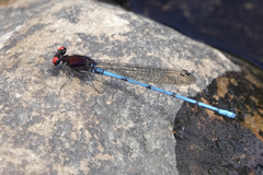 Argia cupraurea