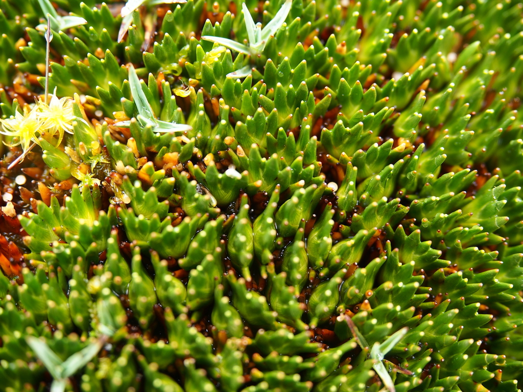 Distichia muscoides
