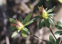 Rhododendron macrosepalum