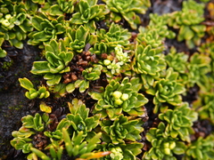 Azorella aretioides