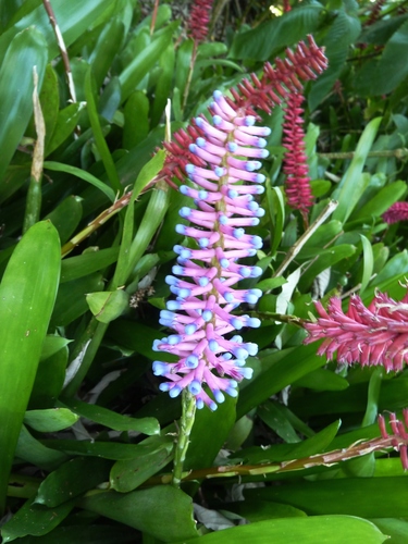 Aechmea gamosepala