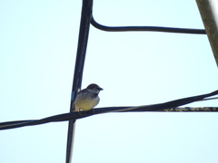 Passer domesticus