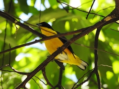 Euphonia hirundinacea