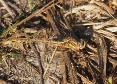 Phanogomphus minutus