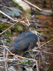 Accipiter nisus