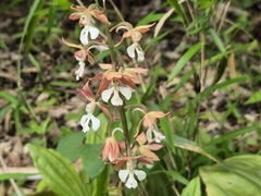 Calanthe discolor, photograph (c) Rainer Breitling, some rights reserved (CC BY)