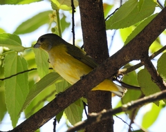 Euphonia hirundinacea