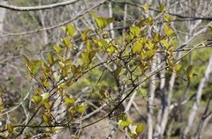 Smilax china