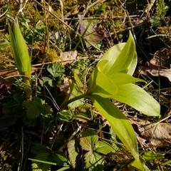 Lilium martagon