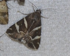 Grammodes pulcherrima