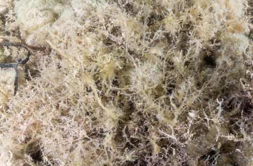 Hypnea cervicornis