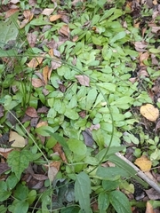 Mazus novaezeelandiae, photograph (c) Joe Potter Butler, some rights reserved (CC BY)