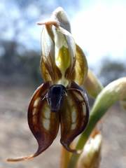 Pterostylis hamata