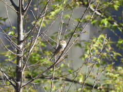 Passer domesticus