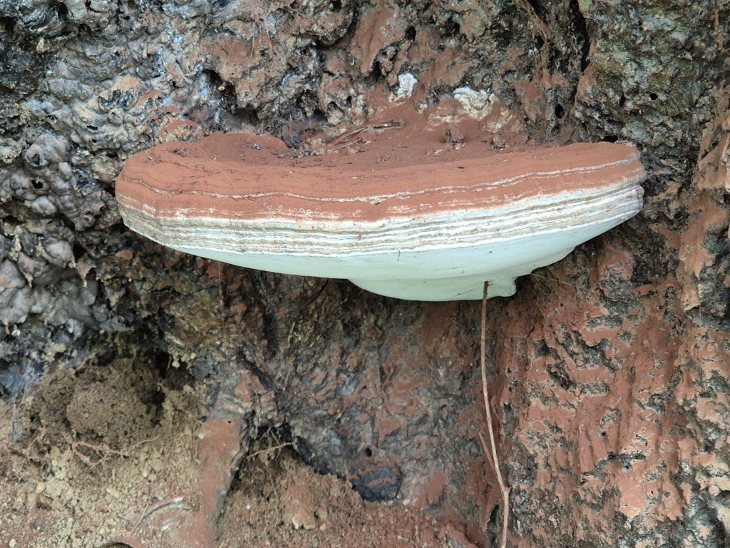 Ganoderma applanatum · April 2026 · photo: © rainerbreitling (iNaturalist, cc0)