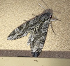 Agrius godarti