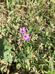 Erodium cicutarium