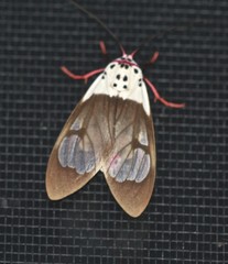 Amerila crokeri