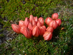 Gentianella rupicola