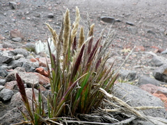 Agrostis foliata