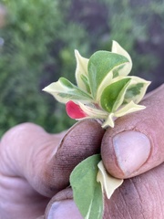 Lotus tetragonolobus