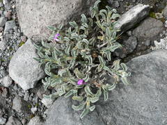 Astragalus geminiflorus