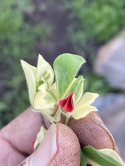 Lotus tetragonolobus