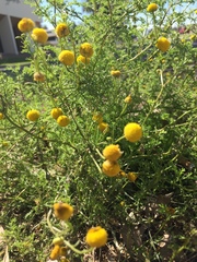 Oncosiphon pilulifer