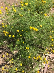 Oncosiphon pilulifer