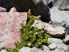Baccharis caespitosa