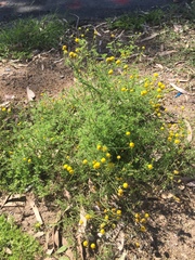 Oncosiphon pilulifer