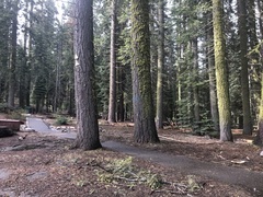 Sequoiadendron giganteum